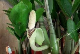 Image result for zamiokulkas