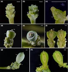 Attēlu rezultāti vaicājumam “Cephalozia connivens macro”
