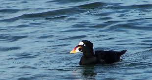 Image result for Melanitta perspicillata