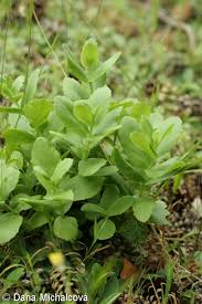 Attēlu rezultāti vaicājumam “Hylotelephium maximum”