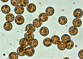Attēlu rezultāti vaicājumam “Didymium bahiense stalked”