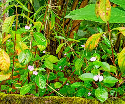 Attēlu rezultāti vaicājumam “Balsaminaceae”