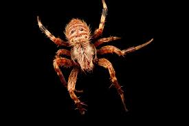 Attēlu rezultāti vaicājumam “Lycosidae”