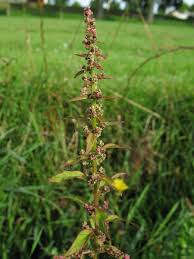 Attēlu rezultāti vaicājumam “Chenopodium polyspermum var. acutifolium flower”