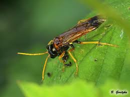 Attēlu rezultāti vaicājumam “Diprion pini female”