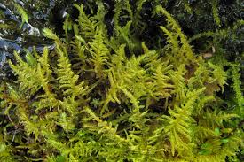 Attēlu rezultāti vaicājumam “Palustriella decipiens”