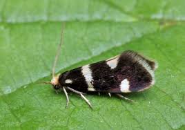 Attēlu rezultāti vaicājumam “Incurvaria praelatella”