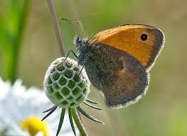 Attēlu rezultāti vaicājumam “Maniola jurtina male”