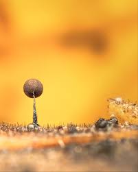 Attēlu rezultāti vaicājumam “Trichia crateriformis macro”