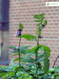 Attēlu rezultāti vaicājumam “Vicia sepium fruit”