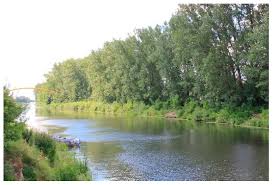 Attēlu rezultāti vaicājumam “Populus x petrowskyana”