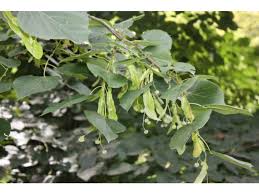 Attēlu rezultāti vaicājumam “Tilia x moltkei”