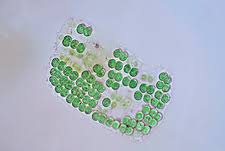 Attēlu rezultāti vaicājumam “Cyanophyta”