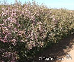 Attēlu rezultāti vaicājumam “Craterium aureonucleatum young”
