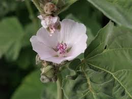 Image result for Althaea officinalis