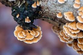 Attēlu rezultāti vaicājumam “Plicaturopsis crispa”