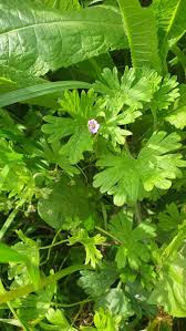 Attēlu rezultāti vaicājumam “Geranium pusillum leaf”