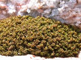 Attēlu rezultāti vaicājumam “Tortella inclinata”