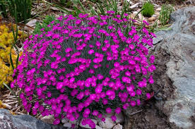 Image result for Dianthus gratianopolitanus