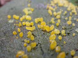 Attēlu rezultāti vaicājumam “Calocera pallidospathulata”