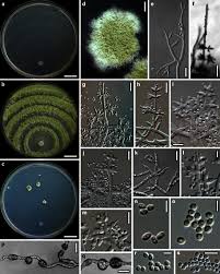 Attēlu rezultāti vaicājumam “Hypocrea rufa”