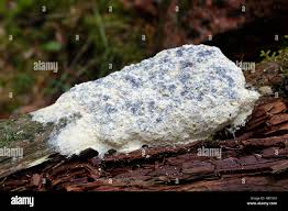 Attēlu rezultāti vaicājumam “Fuligo leviderma plasmodium”