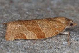 Attēlu rezultāti vaicājumam “Pandemis cinnamomeana”