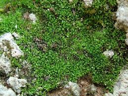 Attēlu rezultāti vaicājumam “Gymnostomum calcareum”