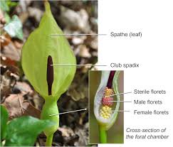 Attēlu rezultāti vaicājumam “Araceae”