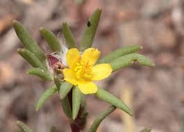 Attēlu rezultāti vaicājumam “Portulacaceae”