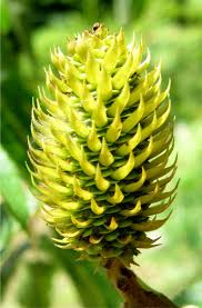 Attēlu rezultāti vaicājumam “Magnolia kobus fruit”