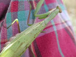 Attēlu rezultāti vaicājumam “Mantis religiosa”