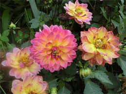 Image result for Dahlia x pinnata `Pompon Lilliput`