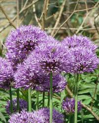 Attēlu rezultāti vaicājumam “Allium holandicum flower”