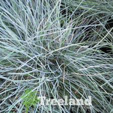 Attēlu rezultāti vaicājumam “Festuca ovina”