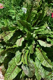 Image result for Rumex sanguineum