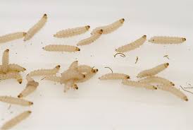 Attēlu rezultāti vaicājumam “Mellicta athalia larva”