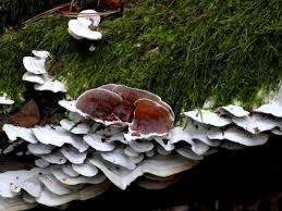 Attēlu rezultāti vaicājumam “Gloeoporus dichrous”