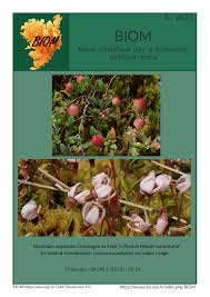 Attēlu rezultāti vaicājumam “Oxycoccus bud”