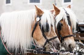 Image result for scheuklappen