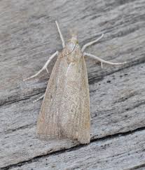 Attēlu rezultāti vaicājumam “Calamotropha paludella”