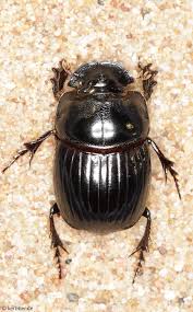 Attēlu rezultāti vaicājumam “Aegialia arenaria”