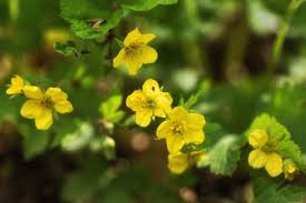 Attēlu rezultāti vaicājumam “Waldsteinia geoides”