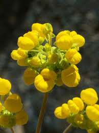 Image result for Calceolaria integrifolia