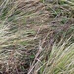 Attēlu rezultāti vaicājumam “Calamagrostis canescens fruit”