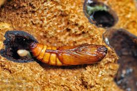 Attēlu rezultāti vaicājumam “Scardia boletella”