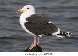 Attēlu rezultāti vaicājumam “Larus marinus”