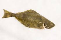 Image result for Hippoglossus hippoglossus