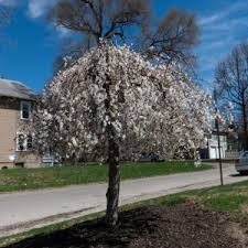 Attēlu rezultāti vaicājumam “Fraxinus excelsior Pendula female flower”