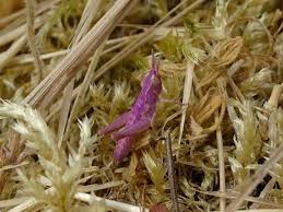 Attēlu rezultāti vaicājumam “Chortippus sp.”